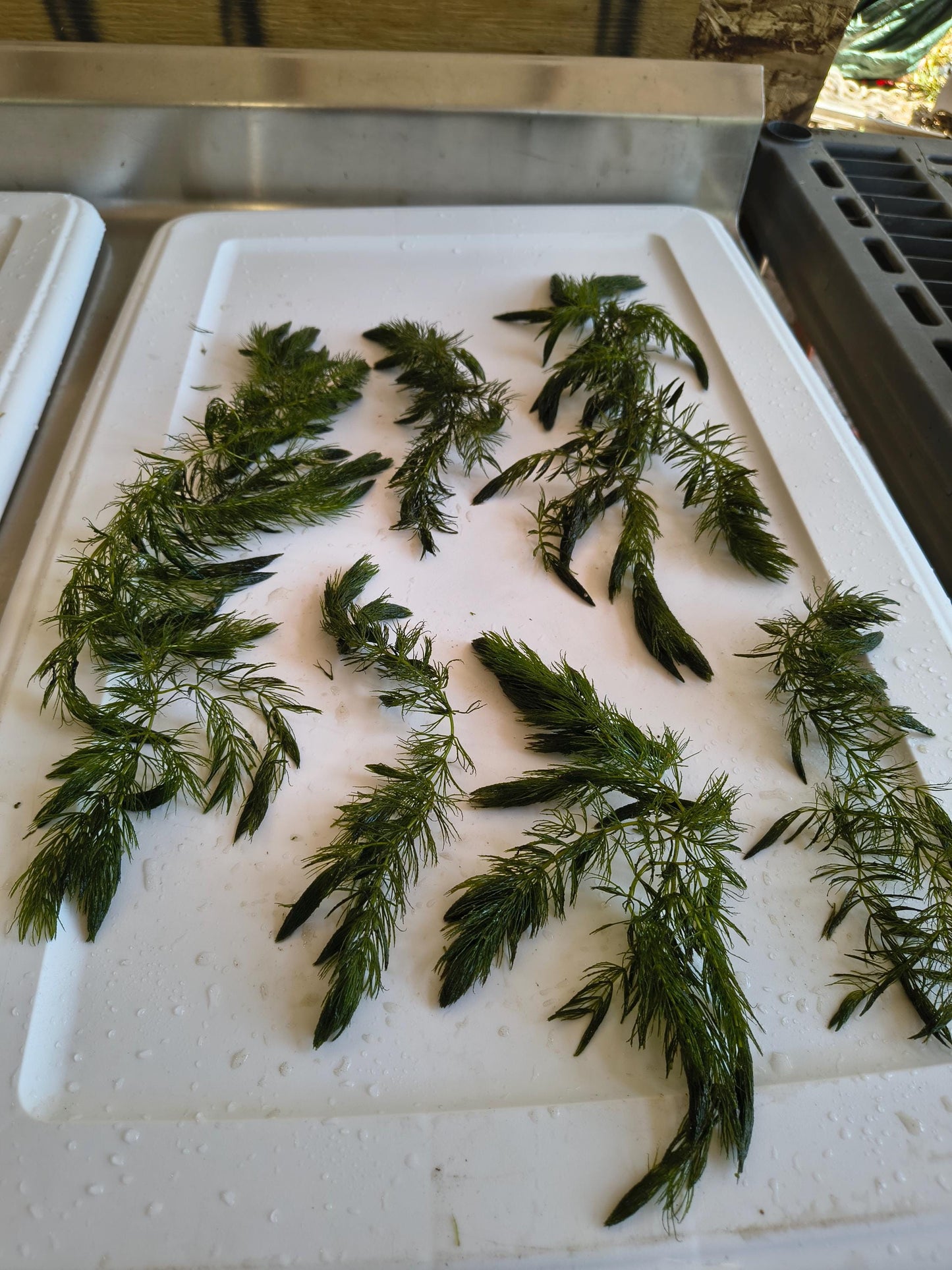 Large Hornwort Aquarium Plant Bundles – Easy Beginner Floating Fish Tank Plant for Shrimp, Fry, Ponds