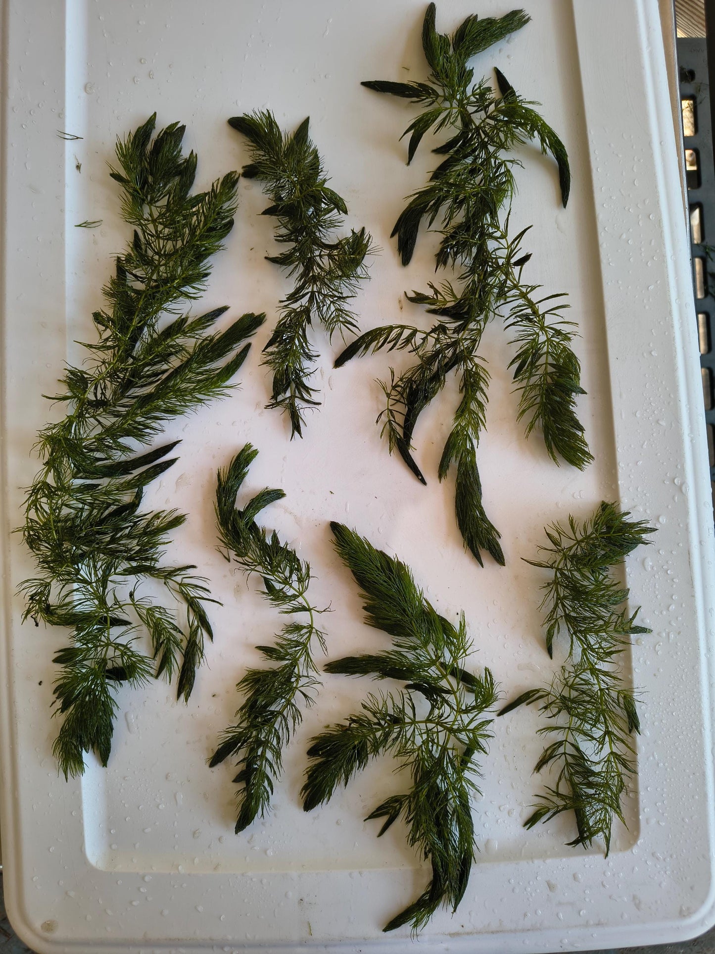 Large Hornwort Aquarium Plant Bundles – Easy Beginner Floating Fish Tank Plant for Shrimp, Fry, Ponds