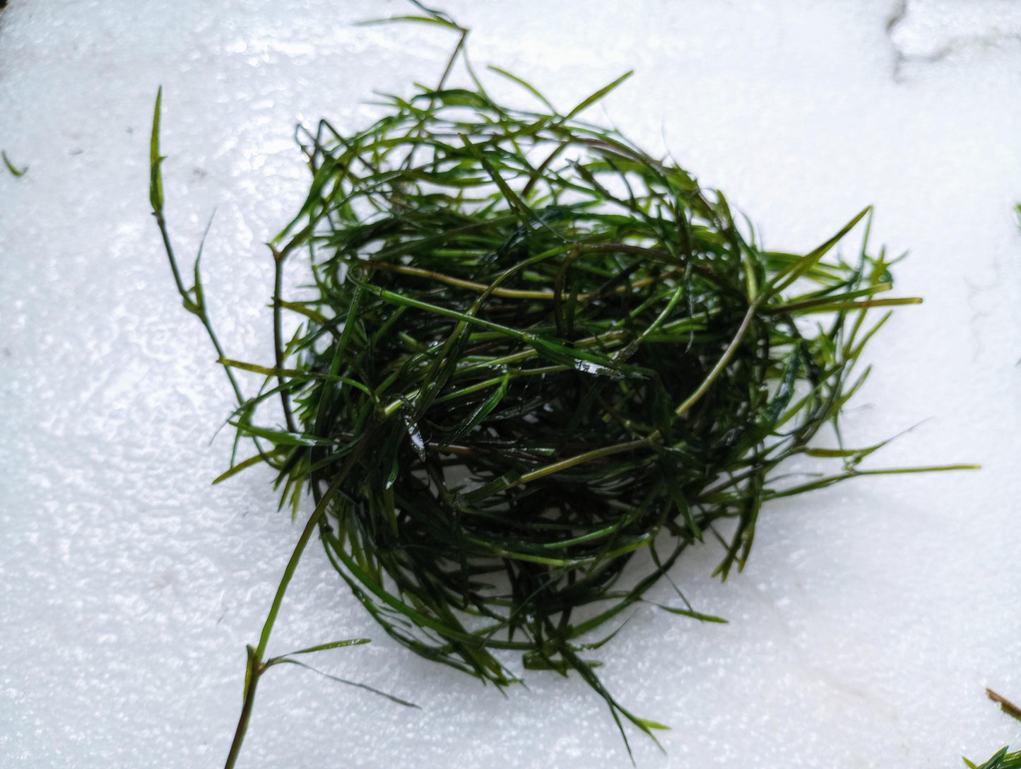 Guppy Grass Bundles, Live Aquarium Plant – Floating Freshwater Plant, Easy Low Light No CO2, Fry & Shrimp,(Buy 2 Get 1 Free)