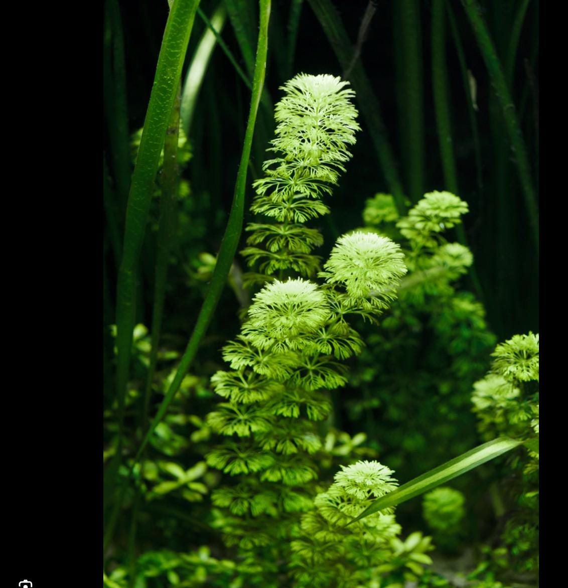 Jungle Vallisneria and Green Fanwort Cabomba | Jungle Duo Plant Pack | Live Aquarium Plants, Fast Growing