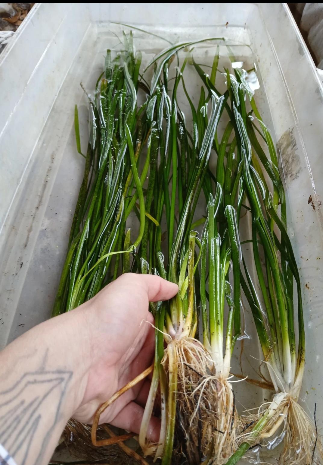 Jungle Vallisneria and Green Fanwort Cabomba | Jungle Duo Plant Pack | Live Aquarium Plants, Fast Growing