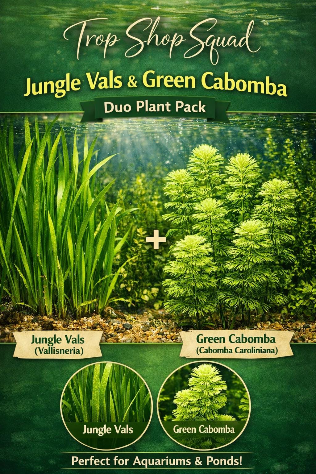 Jungle Vallisneria and Green Fanwort Cabomba | Jungle Duo Plant Pack | Live Aquarium Plants, Fast Growing