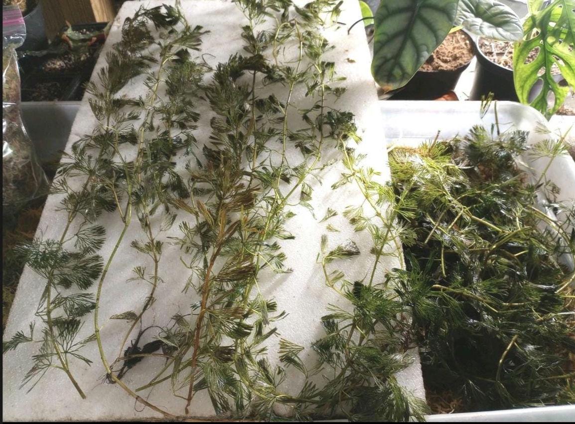 Jungle Vallisneria and Green Fanwort Cabomba | Jungle Duo Plant Pack | Live Aquarium Plants, Fast Growing