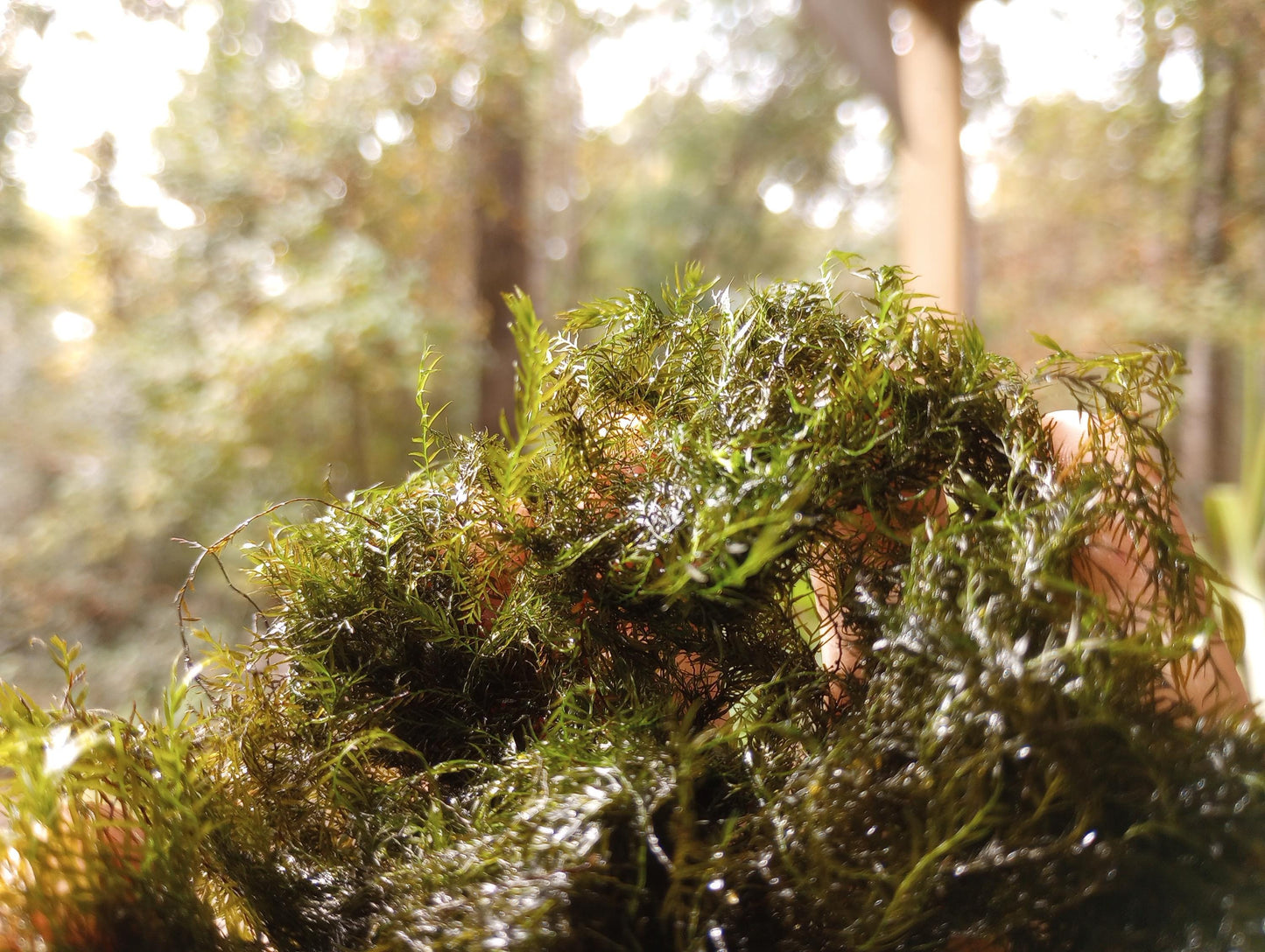 Java Moss (Taxiphyllum barbieri) live aquarium plant, beginner fast Growing moss for Aquarium Terrarium Aquascaping Fish Tanks and Koi Ponds