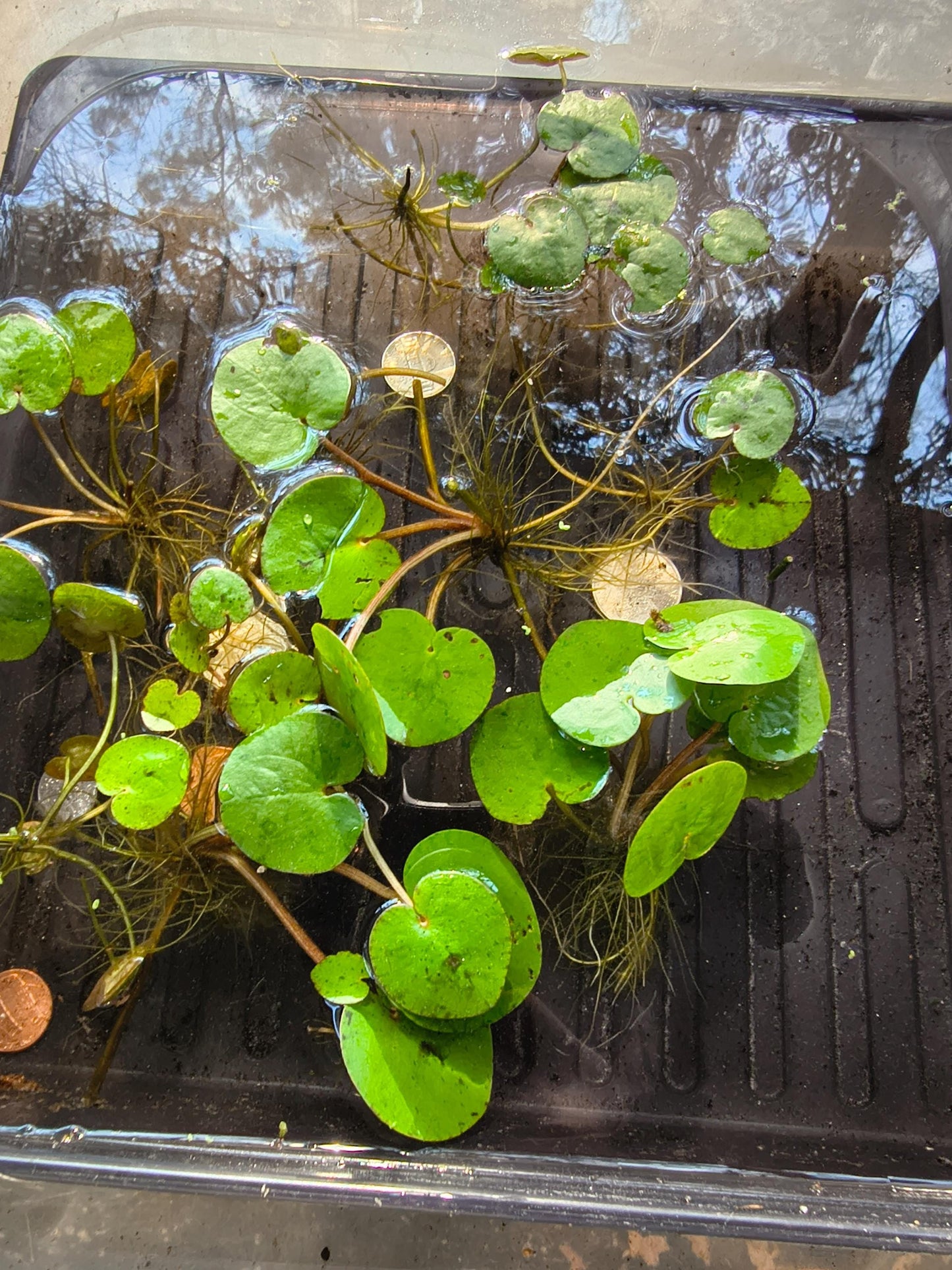 Amazon Frogbit Live Plant | Floating Aquarium Plant | Betta and Shrimp Friendly | Easy Beginner Plant | Natural Shade and Algae Control