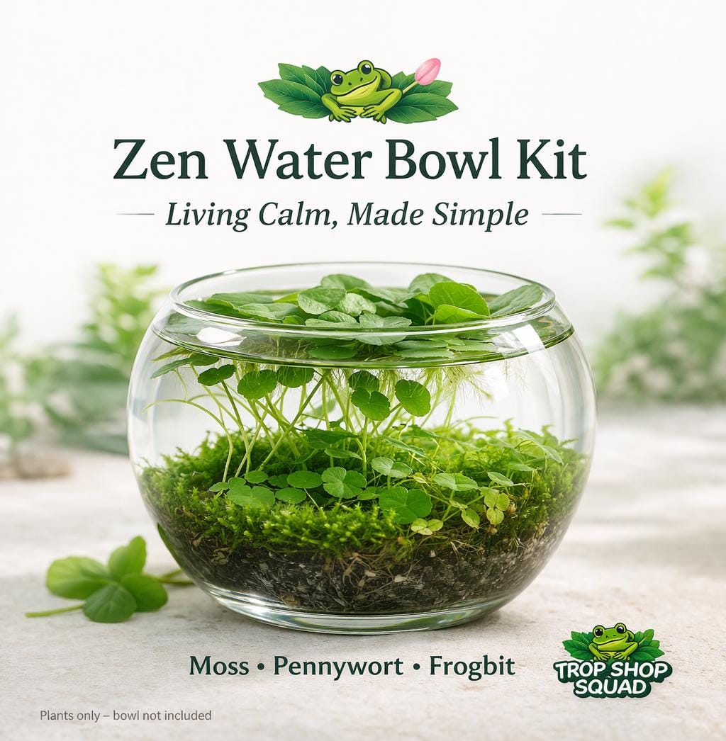 Zen Water Bowl Kit – Live Aquatic Plant Pack – Java Moss, Japanese Pennywort & Frogbit – Easy Indoor Water Garden – No Filter Needed