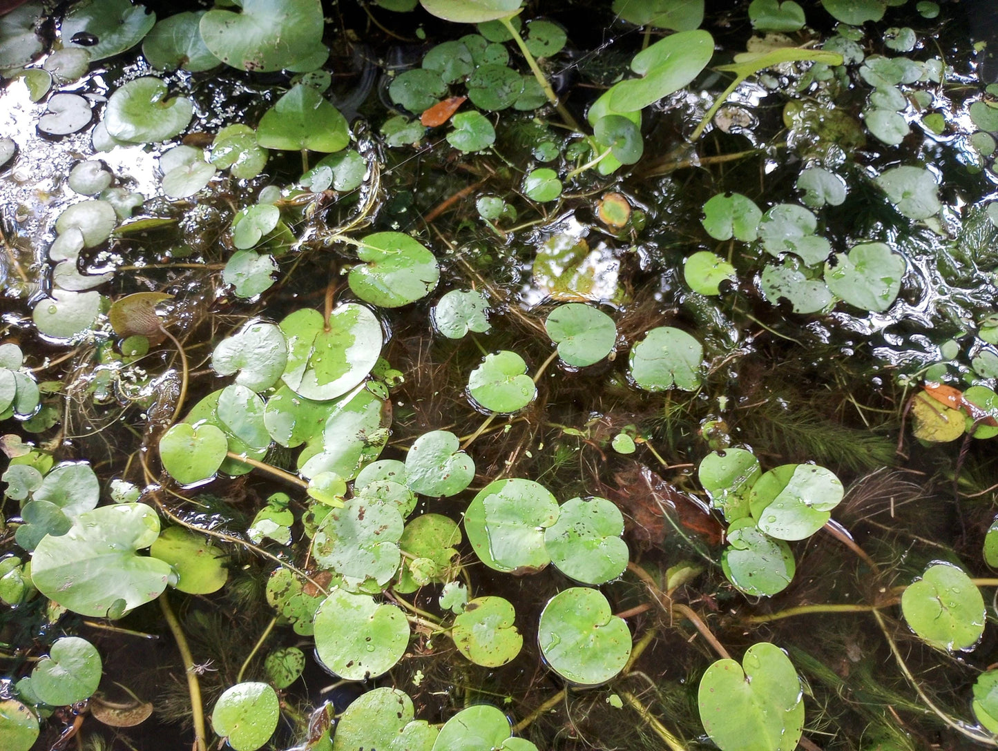 Zen Water Bowl Kit – Live Aquatic Plant Pack – Java Moss, Japanese Pennywort & Frogbit – Easy Indoor Water Garden – No Filter Needed