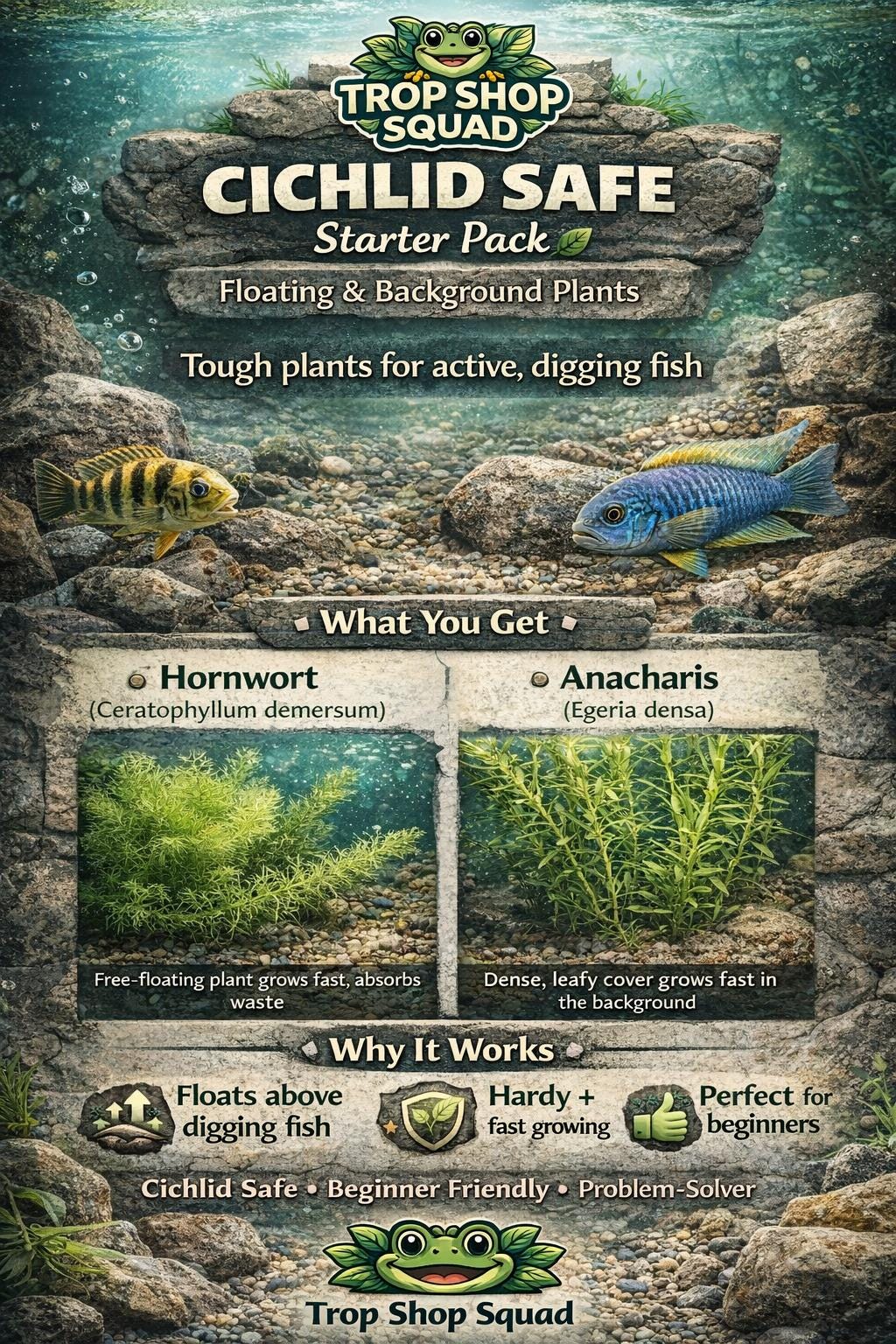 Cichlid Safe Aquarium Plants – Hardy Floating and Background Plants | Hornwort and Anacharis | Live Plants for Cichlid Tanks
