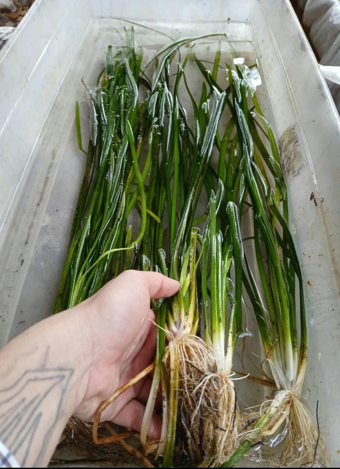 Live Jungle Vallisneria (Jungle Vals) – Hardy Aquarium & Pond Plant | Fast Growing, Easy Care