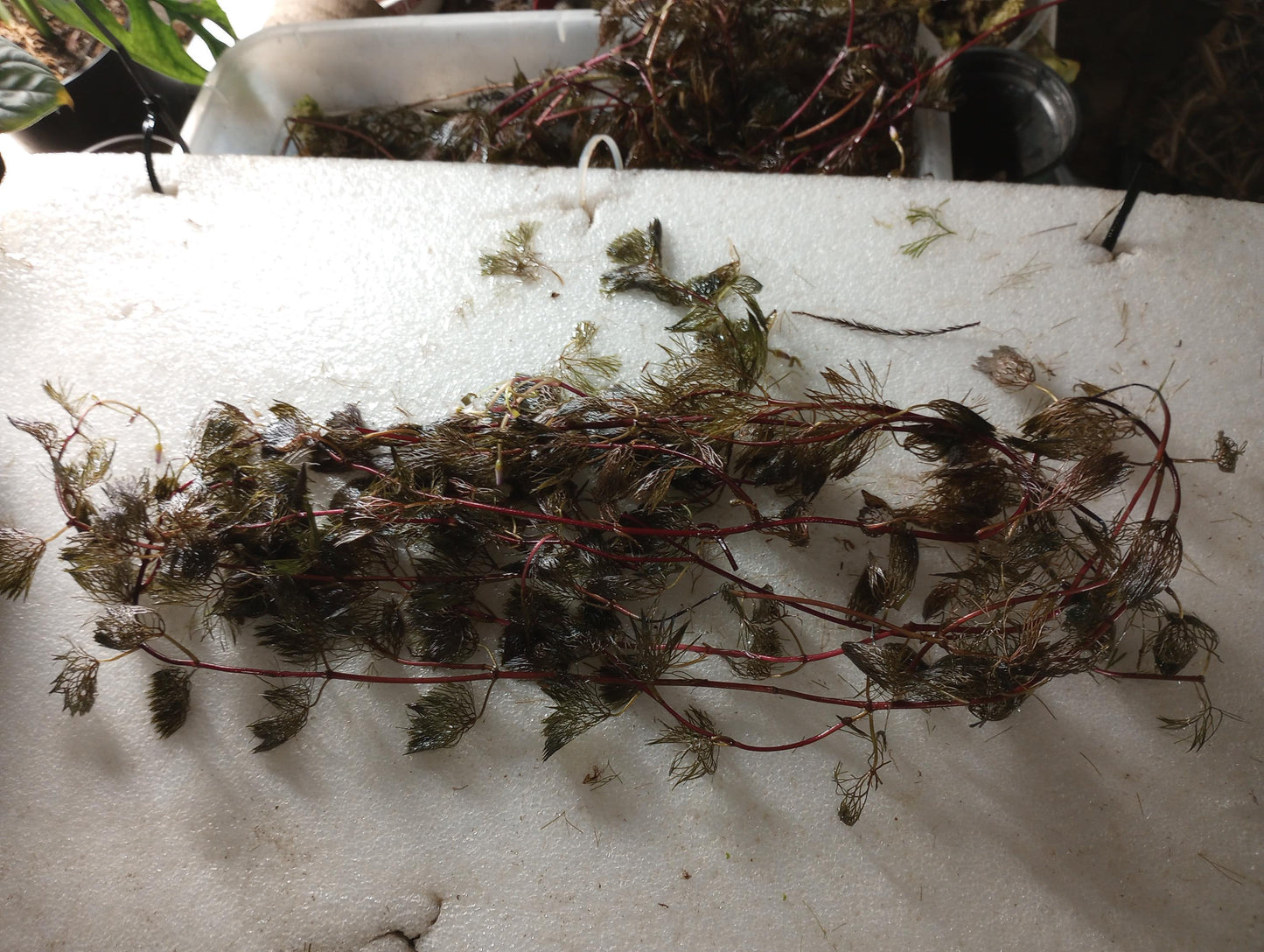 Purple Fanwort Live Aquarium Plant (Cabomba Furcata) – Vibrant Red/Purple Stem Plant – Freshwater Aquarium & Pond Plant - Fast Growing