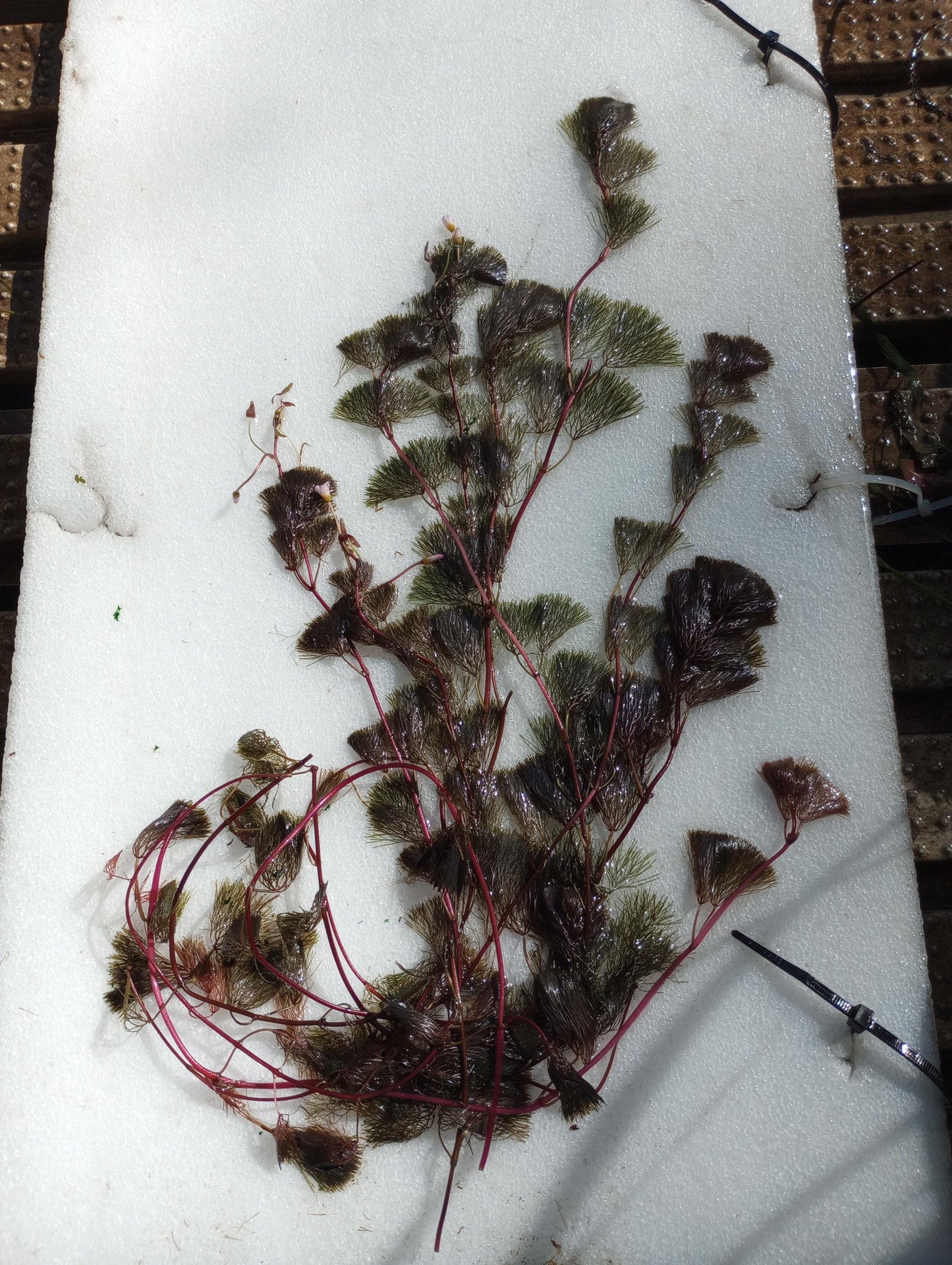 Purple Fanwort Live Aquarium Plant (Cabomba Furcata) – Vibrant Red/Purple Stem Plant – Freshwater Aquarium & Pond Plant - Fast Growing