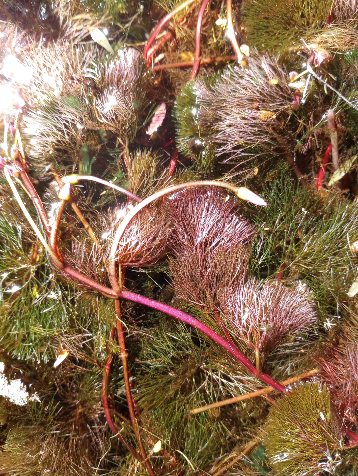 Purple Fanwort Live Aquarium Plant (Cabomba Furcata) – Vibrant Red/Purple Stem Plant – Freshwater Aquarium & Pond Plant - Fast Growing