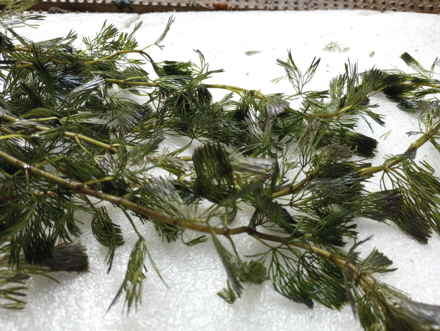 Green Fanwort Live Aquarium Plant – Cabomba Caroliniana Freshwater Oxygenating Plant