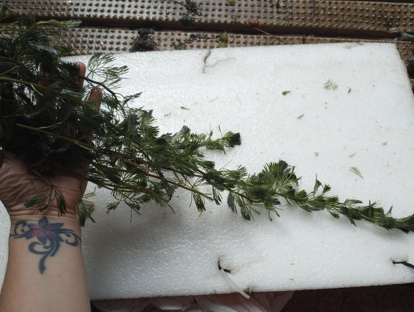 Green Fanwort Live Aquarium Plant – Cabomba Caroliniana Freshwater Oxygenating Plant