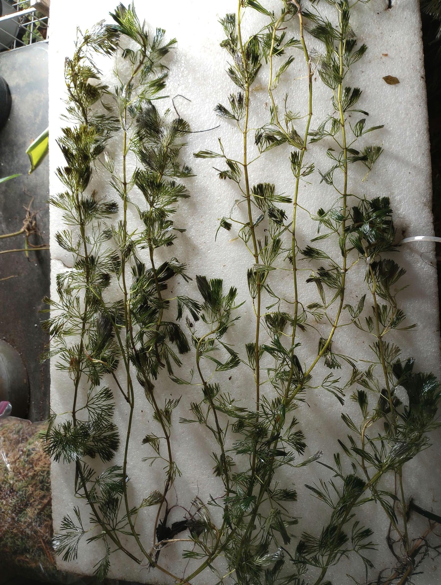 Green Fanwort Live Aquarium Plant – Cabomba Caroliniana Freshwater Oxygenating Plant