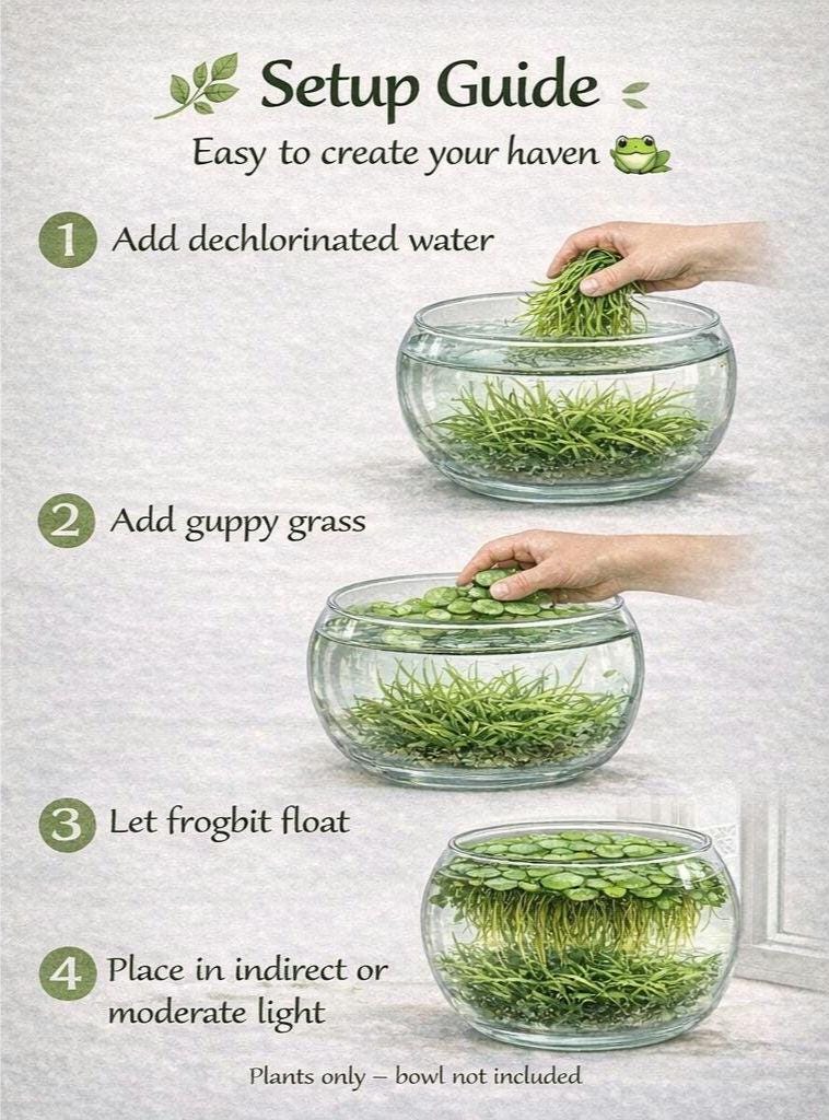 Frog Haven Water Garden Kit, Floating Aquatic Plants, Frogbit & Guppy Grass, Mini Pond Bowl, No Filter Aquarium, Beginner Friendly