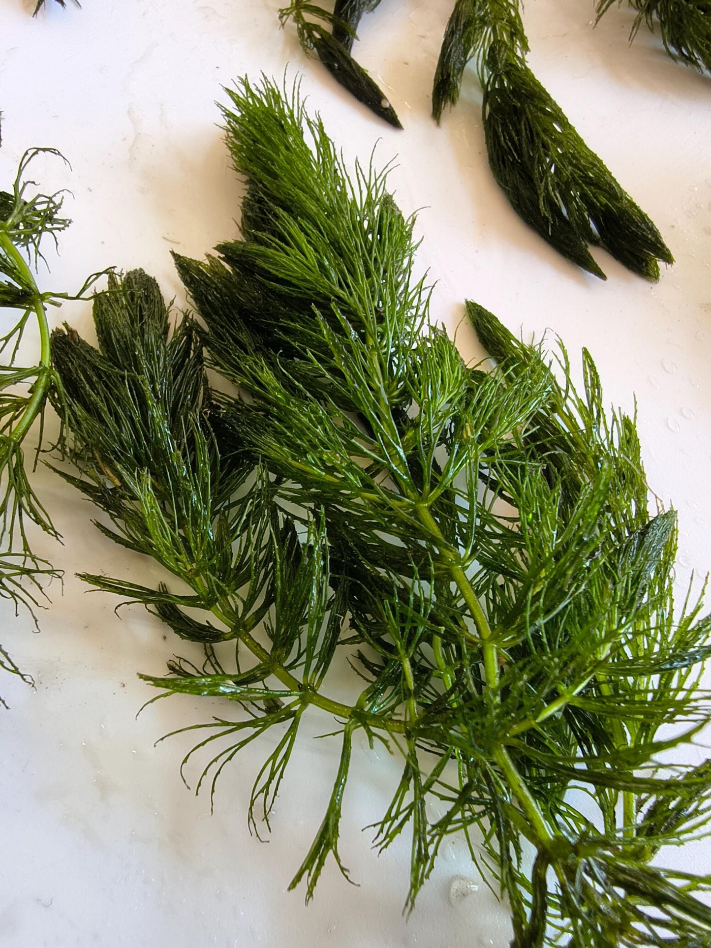 Large Hornwort Aquarium Plant Bundles – Easy Beginner Floating Fish Tank Plant for Shrimp, Fry, Ponds