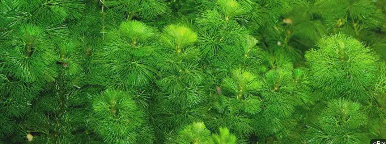 Jungle Vallisneria and Green Fanwort Cabomba | Jungle Duo Plant Pack | Live Aquarium Plants, Fast Growing