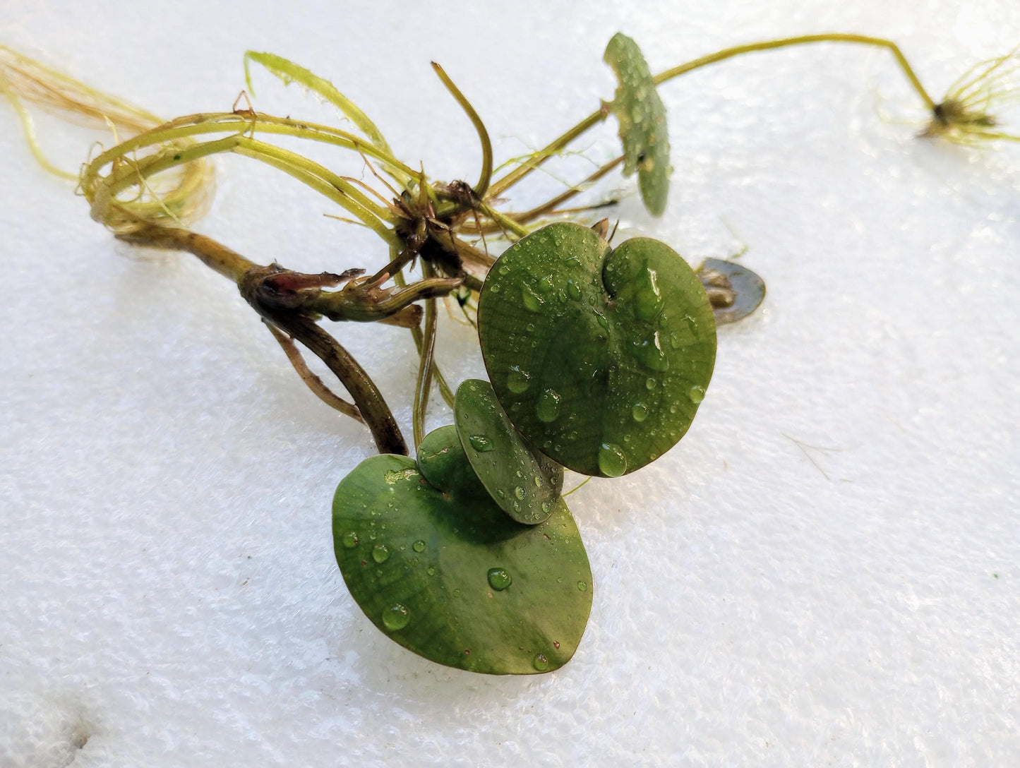 Amazon Frogbit Live Plant | Floating Aquarium Plant | Betta and Shrimp Friendly | Easy Beginner Plant | Natural Shade and Algae Control