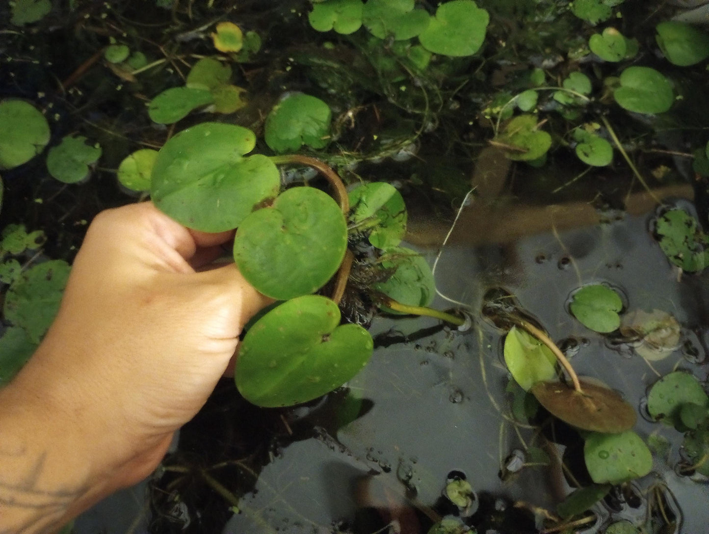 Amazon Frogbit Live Plant | Floating Aquarium Plant | Betta and Shrimp Friendly | Easy Beginner Plant | Natural Shade and Algae Control