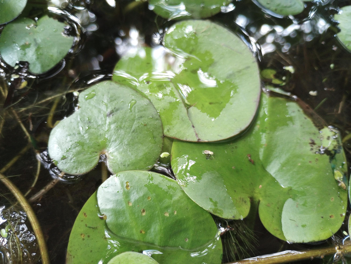 Amazon Frogbit Live Plant | Floating Aquarium Plant | Betta and Shrimp Friendly | Easy Beginner Plant | Natural Shade and Algae Control