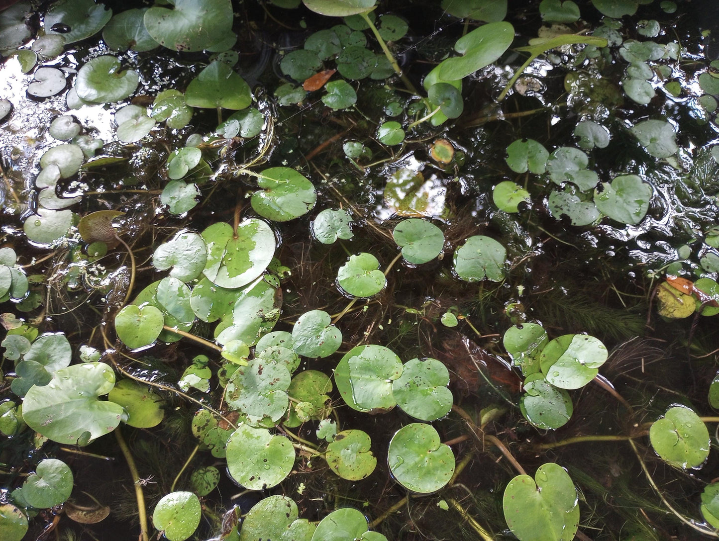 Amazon Frogbit Live Plant | Floating Aquarium Plant | Betta and Shrimp Friendly | Easy Beginner Plant | Natural Shade and Algae Control