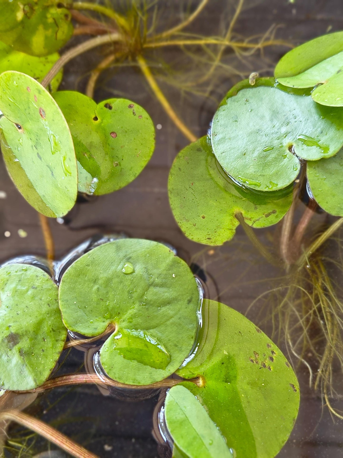 Zen Water Bowl Kit – Live Aquatic Plant Pack – Java Moss, Japanese Pennywort & Frogbit – Easy Indoor Water Garden – No Filter Needed