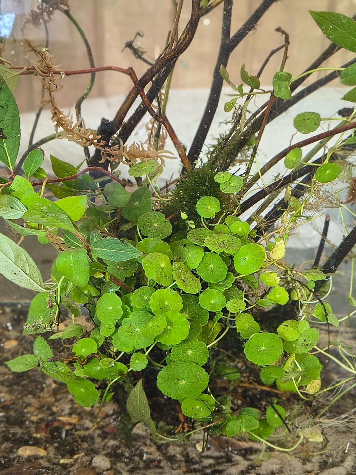 Zen Water Bowl Kit – Live Aquatic Plant Pack – Java Moss, Japanese Pennywort & Frogbit – Easy Indoor Water Garden – No Filter Needed