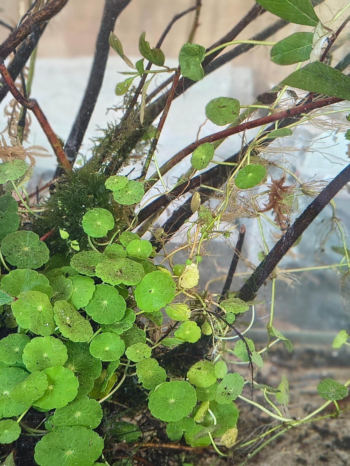 Zen Water Bowl Kit – Live Aquatic Plant Pack – Java Moss, Japanese Pennywort & Frogbit – Easy Indoor Water Garden – No Filter Needed
