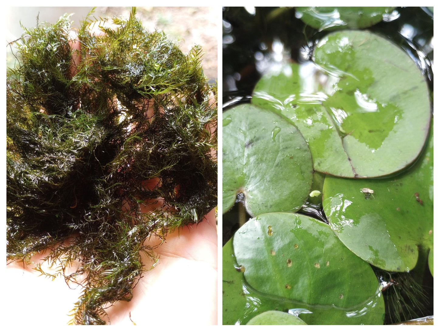Zen Water Bowl Kit – Live Aquatic Plant Pack – Java Moss, Japanese Pennywort & Frogbit – Easy Indoor Water Garden – No Filter Needed
