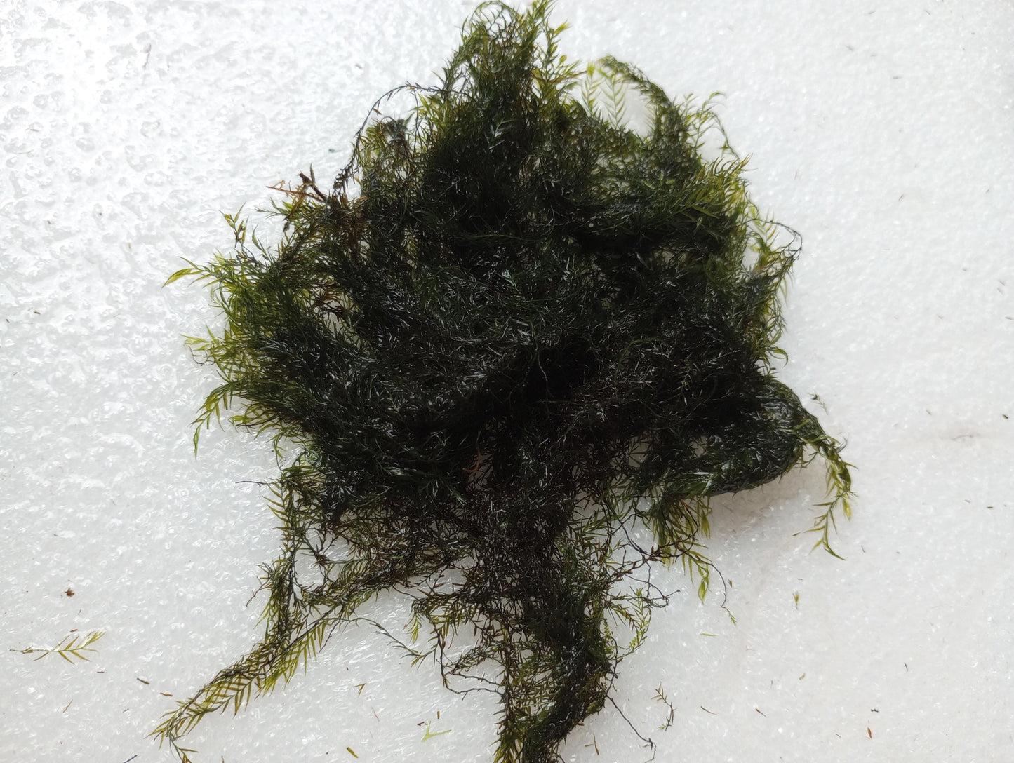 Zen Water Bowl Kit – Live Aquatic Plant Pack – Java Moss, Japanese Pennywort & Frogbit – Easy Indoor Water Garden – No Filter Needed