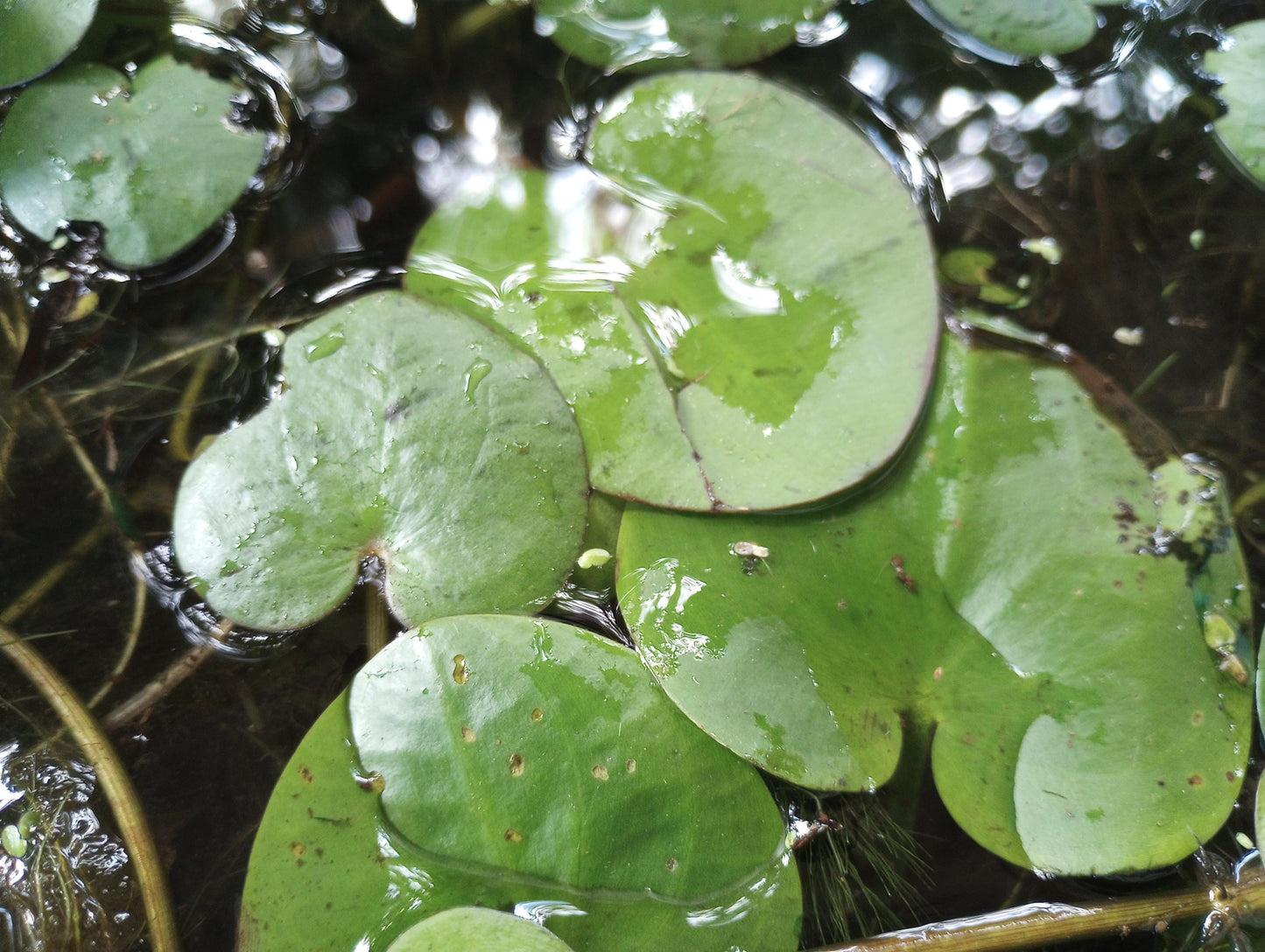 Zen Water Bowl Kit – Live Aquatic Plant Pack – Java Moss, Japanese Pennywort & Frogbit – Easy Indoor Water Garden – No Filter Needed