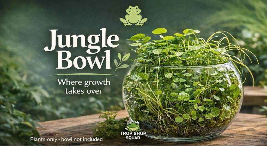 Jungle Bowl Water Garden Kit, Live Aquatic Plants, Pennywort Guppy Grass Moss, Lush Aquascape Bowl, No Filter Aquarium, Planted Bowl Kit