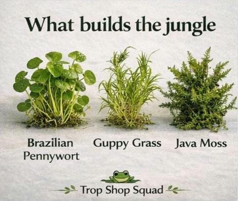 Jungle Bowl Water Garden Kit, Live Aquatic Plants, Pennywort Guppy Grass Moss, Lush Aquascape Bowl, No Filter Aquarium, Planted Bowl Kit