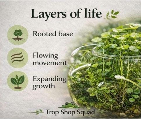 Jungle Bowl Water Garden Kit, Live Aquatic Plants, Pennywort Guppy Grass Moss, Lush Aquascape Bowl, No Filter Aquarium, Planted Bowl Kit