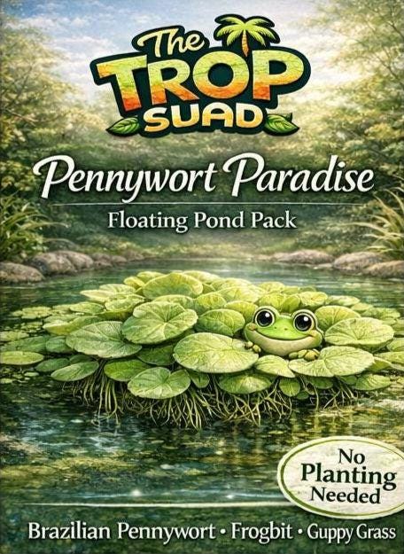 Pennywort Paradise Pond Pack – Brazilian Pennywort, Frogbit & Guppy Grass – Floating Plants for Shade, Clear Water and Fish Cover