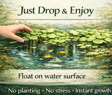 Pennywort Paradise Pond Pack – Brazilian Pennywort, Frogbit & Guppy Grass – Floating Plants for Shade, Clear Water and Fish Cover
