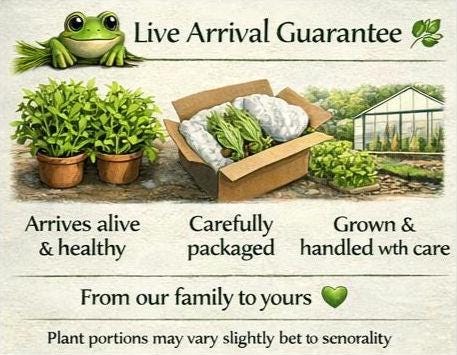 Pennywort Paradise Pond Pack – Brazilian Pennywort, Frogbit & Guppy Grass – Floating Plants for Shade, Clear Water and Fish Cover