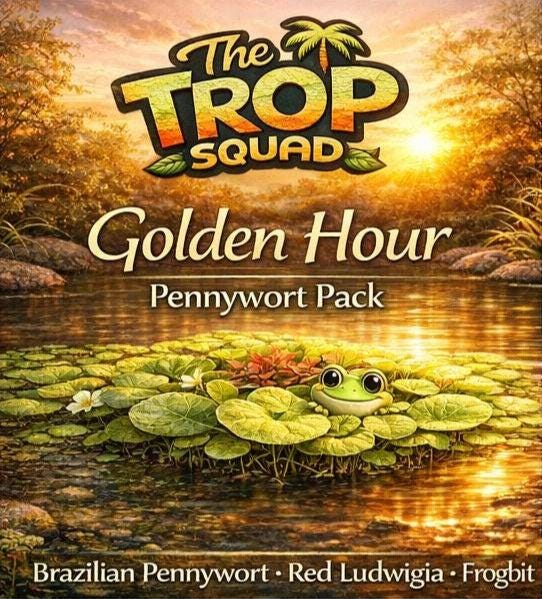 Golden hourGolden Hour Pennywort Pack – Floating Pond Plants – Brazilian Pennywort, Red Ludwigia & Frogbit – Colorful Water Garden Plants