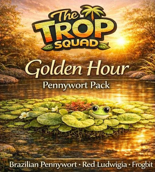 Golden hourGolden Hour Pennywort Pack – Floating Pond Plants – Brazilian Pennywort, Red Ludwigia & Frogbit – Colorful Water Garden Plants