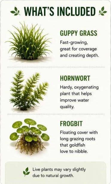 Goldfish Splash Oasis Live Plants – Guppy Grass, Hornwort, Frogbit – Easy Pond & Aquarium Plant Bundle – Goldfish Safe