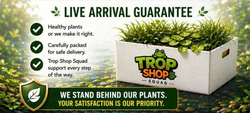 Goldfish Splash Oasis Live Plants – Guppy Grass, Hornwort, Frogbit – Easy Pond & Aquarium Plant Bundle – Goldfish Safe