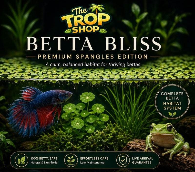 Betta Bliss Canopy Edition | Live Aquarium Plants Bundle | Frogbit, Salvinia, Guppy Grass, Java Moss | Betta Tank Plants | Floating Plants