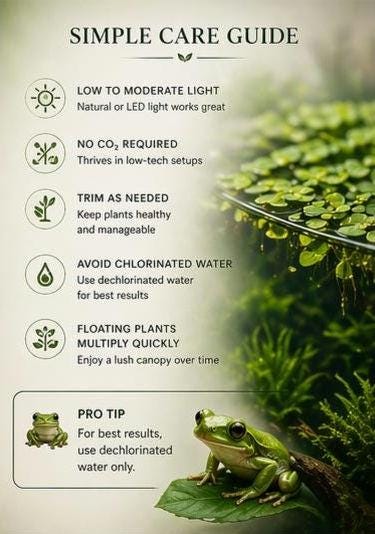 Betta Bliss Canopy Edition | Live Aquarium Plants Bundle | Frogbit, Salvinia, Guppy Grass, Java Moss | Betta Tank Plants | Floating Plants
