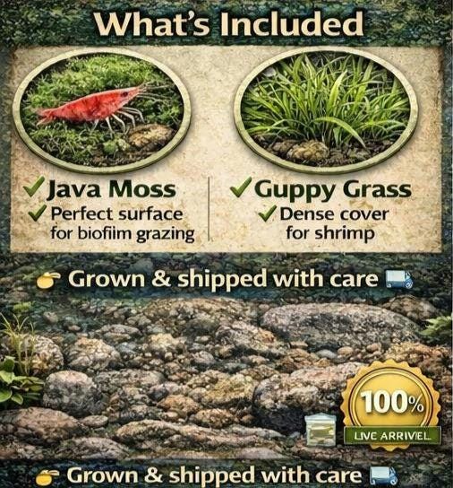Shrimp Plant Pack – Java Moss, Guppy Grass & Frogbit | Live Aquarium Plants | Shrimp Safe Tank Setup | Biofilm Booster | Easy Beginner Kit