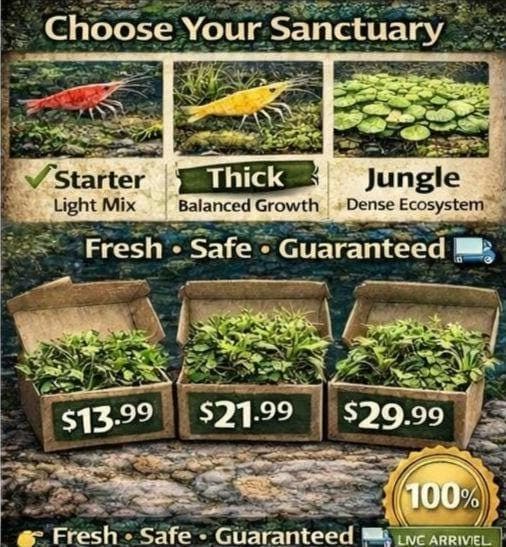 Shrimp Plant Pack – Java Moss, Guppy Grass & Frogbit | Live Aquarium Plants | Shrimp Safe Tank Setup | Biofilm Booster | Easy Beginner Kit