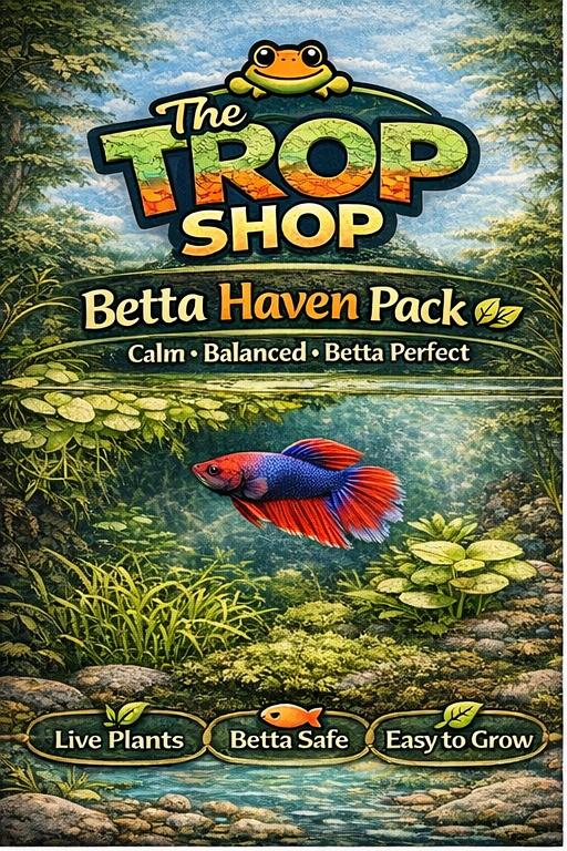 Betta Haven-Betta Plant Pack – Live Aquarium Plants | Betta Safe Tank Setup | Java Moss, Guppy Grass & Pennywort | Easy Betta Habitat Kit