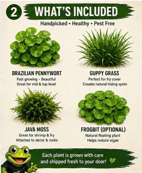 Glasswater Grove Aquarium Plant Pack | Live Aquarium Plants for Betta, Guppy, Shrimp | Guppy Grass, Java Moss, Pennywort, Frogbit, Spangles