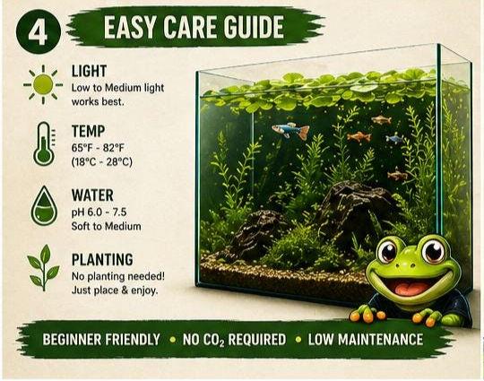 Glasswater Grove Aquarium Plant Pack | Live Aquarium Plants for Betta, Guppy, Shrimp | Guppy Grass, Java Moss, Pennywort, Frogbit, Spangles