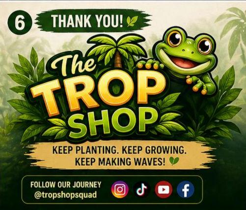 Glasswater Grove Aquarium Plant Pack | Live Aquarium Plants for Betta, Guppy, Shrimp | Guppy Grass, Java Moss, Pennywort, Frogbit, Spangles